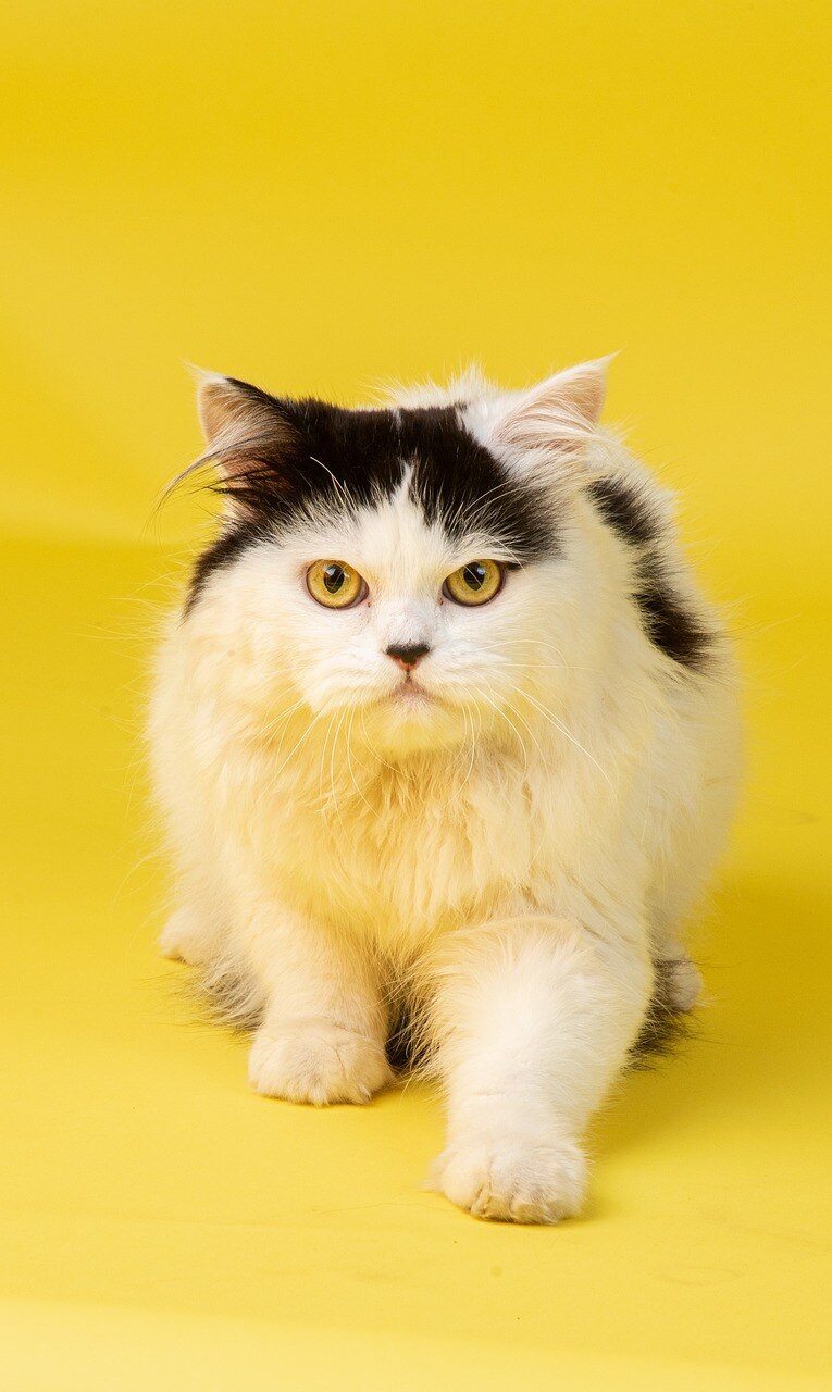 animal