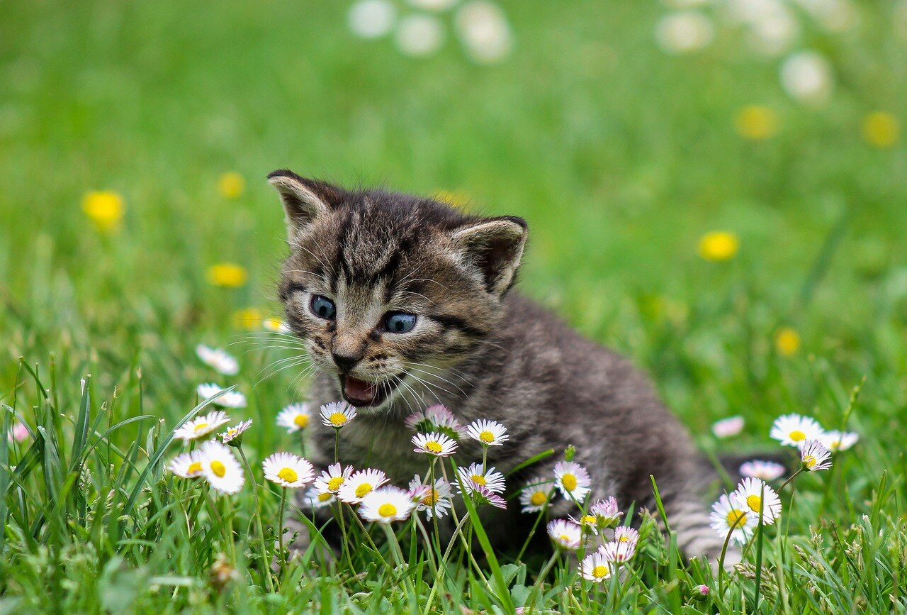 cat-2