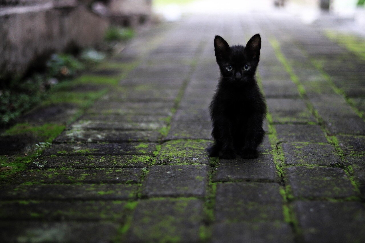 cat-3