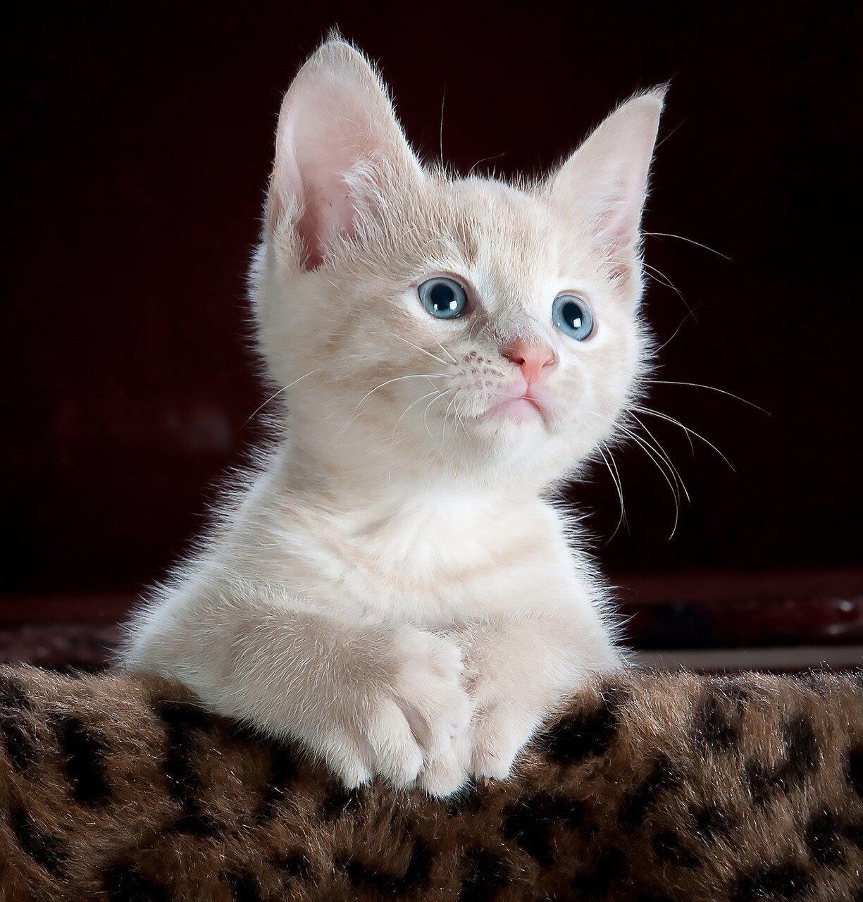 cat-5