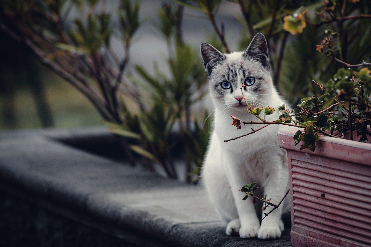 cat-6