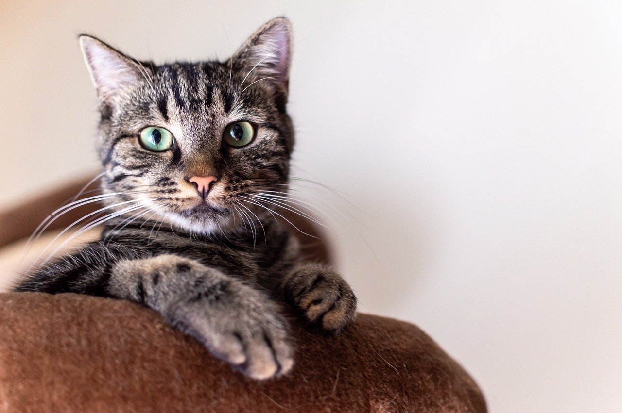 cat