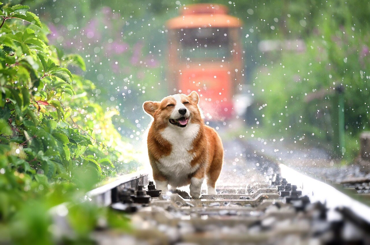 dog-1