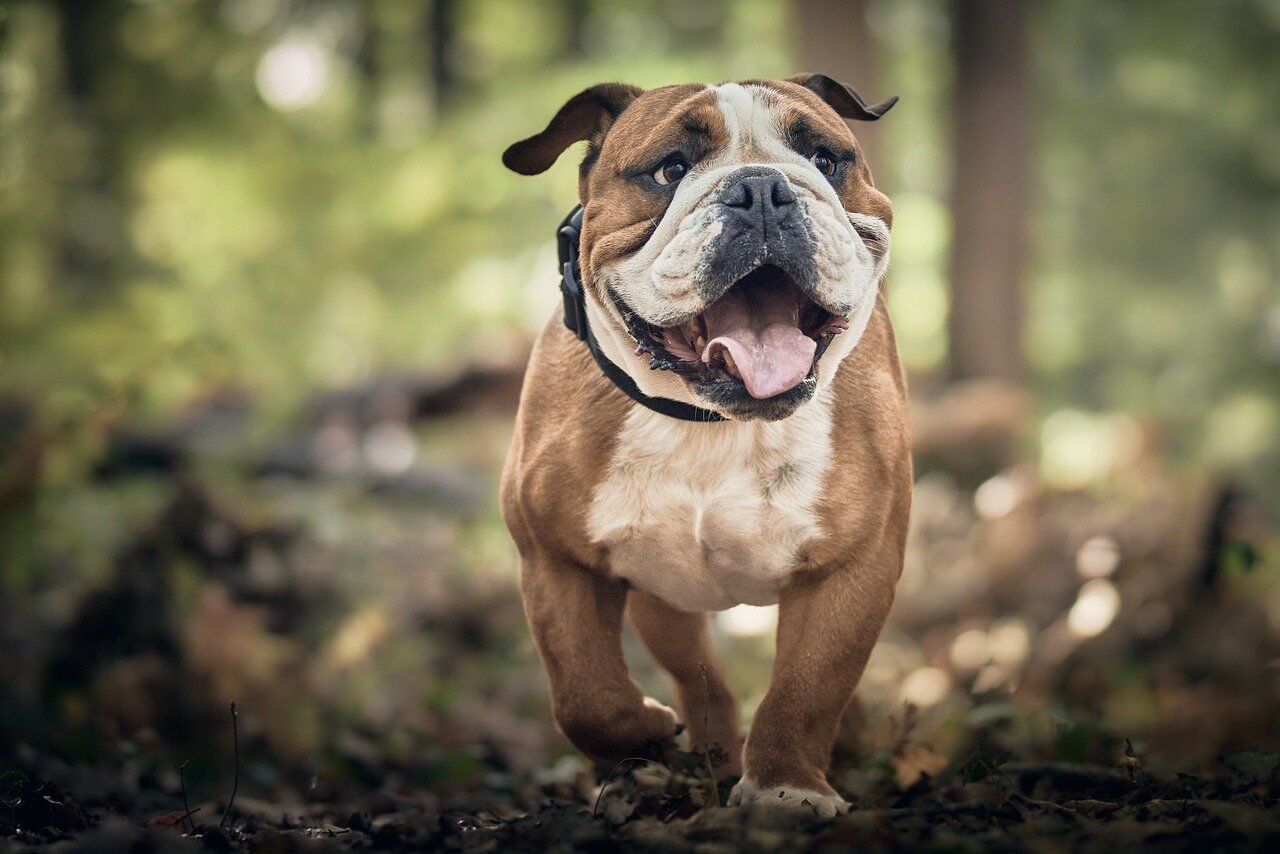 dog-3