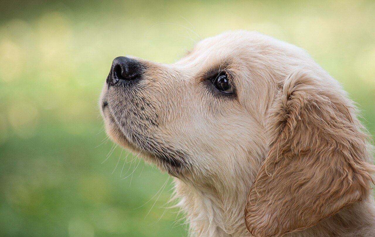 dog-4