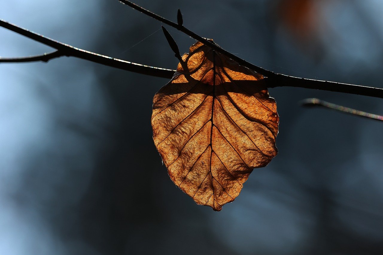 fall-9467534_1280